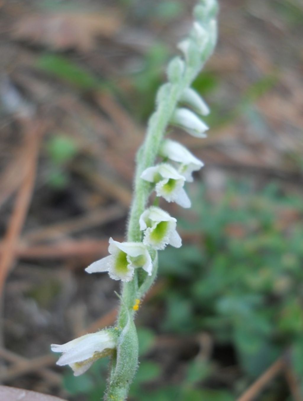 Spiranthes spiralis (La piccolina...)